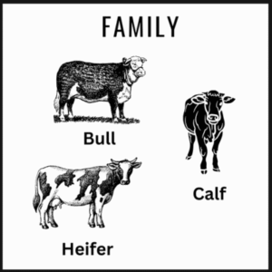 Print of a bull heifer and calf
